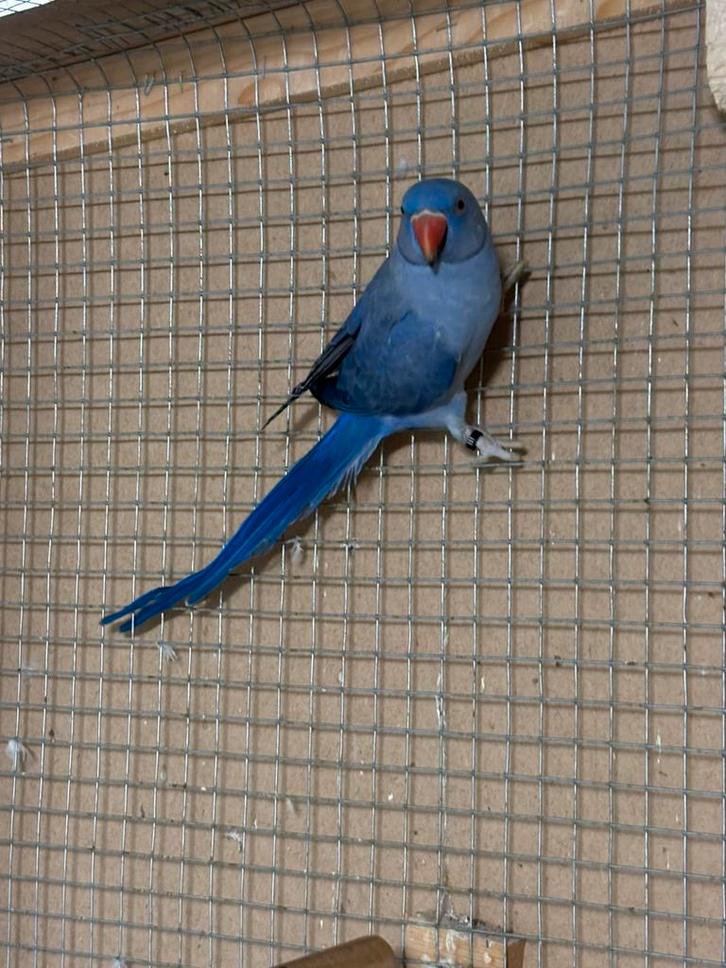 Lot 5 jonge gezonde halsbandparkieten 2025 met Dna, Dieren en Toebehoren, Vogels | Parkieten en Papegaaien, Parkiet, Meerdere dieren