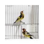 Putters pop en man geel en  geel split bruin, Dieren en Toebehoren, Vogels | Overige Vogels, Meerdere dieren, Wildzangvogel, Geringd