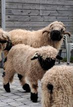 Walliser schwarznase, Dieren en Toebehoren, Schapen, Geiten en Varkens, Meerdere dieren, Schaap