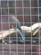 Bourke parkiet man, Dieren en Toebehoren, Mannelijk, Parkiet