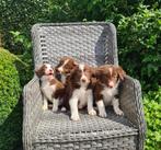 border collie pups, België, Reu, CDV (hondenziekte), 8 tot 15 weken
