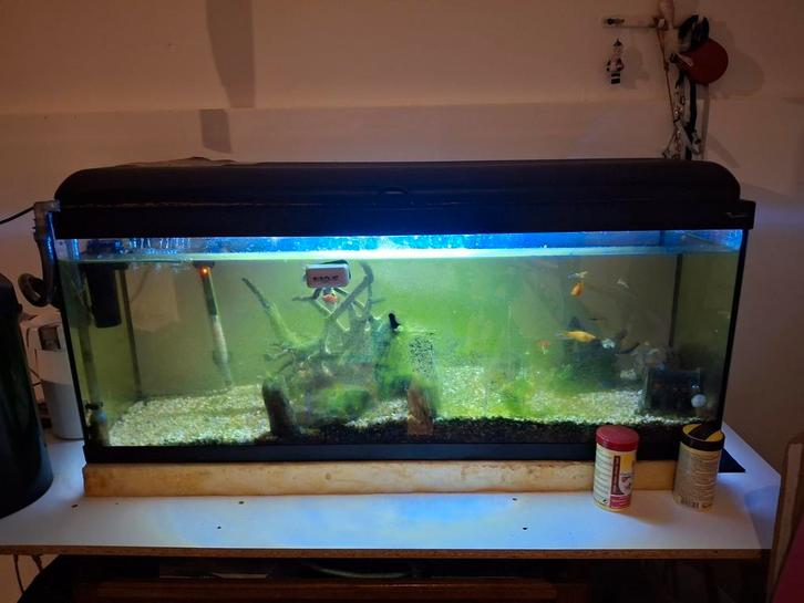 Aquaruim met vissen  en toebehoren, Dieren en Toebehoren, Vissen | Aquaria en Toebehoren, Zo goed als nieuw, Ophalen