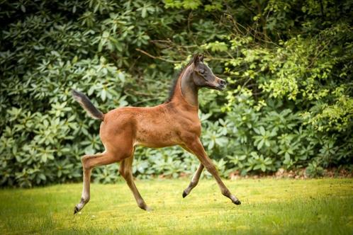 Haras de pur-sang arabe, Animaux & Accessoires, Chevaux, Étalon, Ne s'applique pas, 0 à 2 ans, Avec pedigree, Avec puce électronique