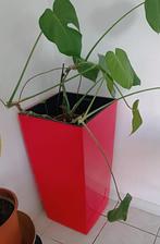 Bloempot/ plantenpot binnen en buiten incl plant, Tuin en Terras, Ophalen, Binnen