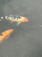 Koi vissen , 8stuks 20/30cm, Dieren en Toebehoren, Karper of Koi
