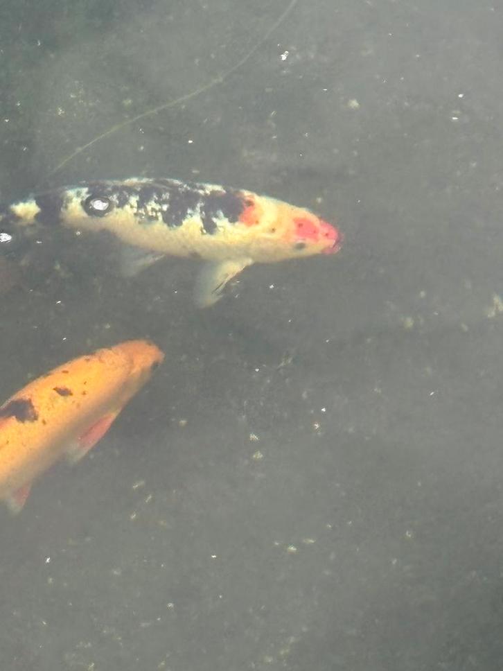 Koi vissen , 8stuks 20/30cm, Dieren en Toebehoren, Vissen | Vijvervissen, Karper of Koi