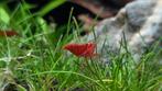 Neocaridina vuurgarnalen te koop, Dieren en Toebehoren, Oktober, Meerdere dieren