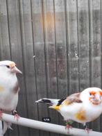 Te koop putters Majoor Bonte Witkop+Eagle Head, Dieren en Toebehoren, Vogels | Overige Vogels, Wildzangvogel, Geringd