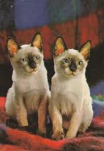 MOOIE  SIAMESE  KATJES, Verzenden, 1980 tot heden, Gelopen, Hond of Kat
