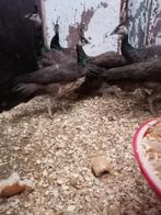 pauwen 2025, Dieren en Toebehoren, Pluimvee