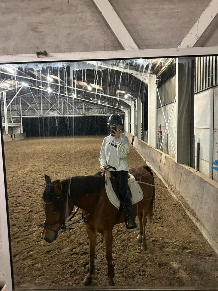 Verzorg pony/paard gezocht, Dieren en Toebehoren, Stalling en Weidegang