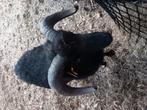 Ouessant ram te koop, Dieren en Toebehoren, Schapen, Geiten en Varkens