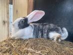 Vlaamse reus voedster, Dieren en Toebehoren, Konijnen