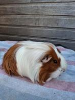Roodbonte langhaar cavia's, Domestique, Avril, Plusieurs animaux, Cobaye