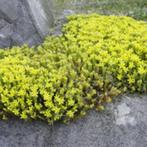 Sédum acre - printemps - couvre sol-plante grasse-vivace, Bodembedekkers, Volle zon, Vaste plant, Ophalen of Verzenden
