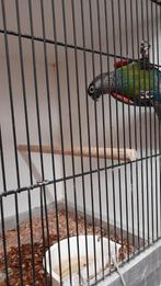 Pyrrhura lepida mâle, Animaux & Accessoires, Oiseaux | Oiseaux Autre