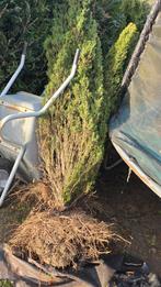 Taxus baccata 'Fastigiata', Tuin en Terras, Ophalen, Taxus