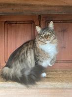 Maine coon, Dieren en Toebehoren, Poes, Gechipt, 0 tot 2 jaar