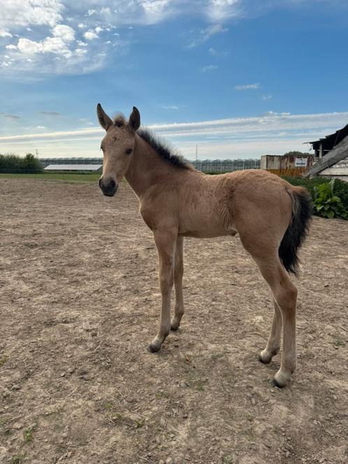 PRE veulens, zeer kwalitatief, Dieren en Toebehoren, Paarden, Meerdere dieren