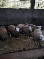 Jonge rammen, Dieren en Toebehoren, Mannelijk, Schaap, 0 tot 2 jaar