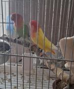 Couplé de inseparabel  roseicollis grand taille 2024, Dieren en Toebehoren, Vogels | Parkieten en Papegaaien