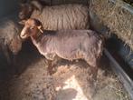 Ardense voskop ram, Mannelijk, Schaap, 0 tot 2 jaar