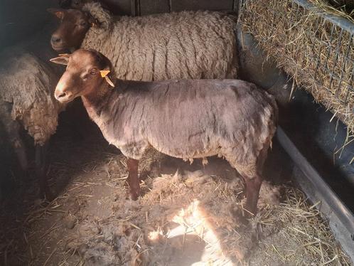 Ardense voskop ram, Dieren en Toebehoren, Schapen, Geiten en Varkens, Schaap, Mannelijk, 0 tot 2 jaar