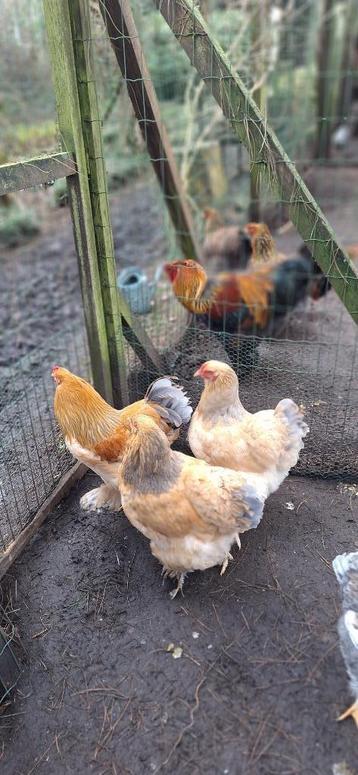 broedeieren brahma groothoenders