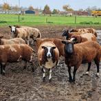 Baggerbont, Dieren en Toebehoren, Schapen, Geiten en Varkens