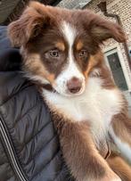 Miniatuur American shepherd teefje, Animaux & Accessoires, Chiens | Bergers & Bouviers, Chienne, Belgique, Berger, 8 à 15 semaines