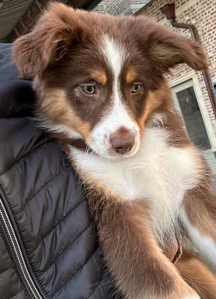 Miniatuur American shepherd teefje, Dieren en Toebehoren, Honden | Herdershonden en Veedrijvers, Teef, Herder, Fokker | Professioneel