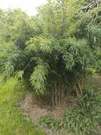 Bamboe haag bamboehaag sierbamboe uit volle grond, Ophalen of Verzenden