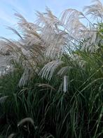 Miscanthus., Jardin & Terrasse, Plantes | Jardin, Plein soleil, Graminées ornementales, Automne, Enlèvement ou Envoi