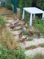 Roodschoudertalingen te koop, Dieren en Toebehoren, Meerdere dieren, Geringd