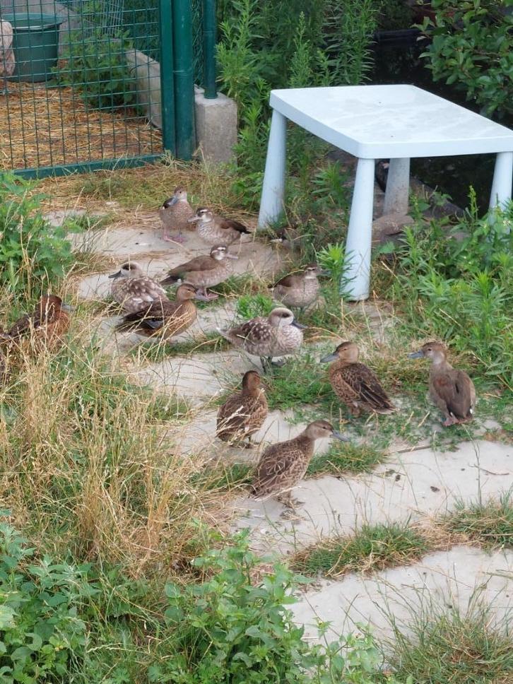 Roodschoudertalingen te koop, Dieren en Toebehoren, Vogels | Overige Vogels, Meerdere dieren, Geringd