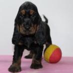 Lieve zwart&bruin Engelse Cocker pup te koop (Belgische), België, 15 weken tot 1 jaar, Handelaar, CDV (hondenziekte)