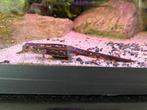 Salamanders te koop, Dieren en Toebehoren, Amfibie, 3 tot 6 jaar