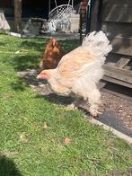 Brahma kip hen lemon pile, Dieren en Toebehoren