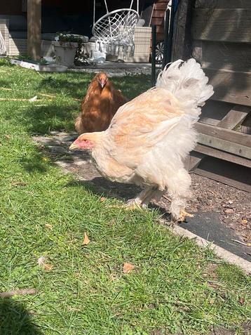 Brahma kip hen lemon pile beschikbaar voor biedingen