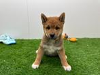 Shiba Inu pups, België, Overige rassen, 8 tot 15 weken, CDV (hondenziekte)