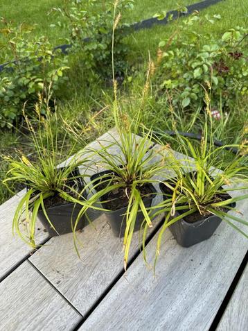 Carex Evergreen disponible aux enchères