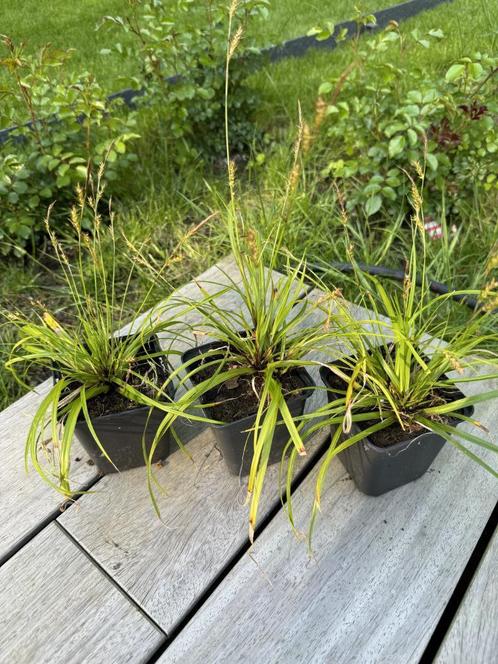 Carex Evergreen, Jardin & Terrasse, Plantes | Jardin, Mi-ombre, Enlèvement