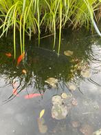 Koi, Dieren en Toebehoren, Vissen | Vijvervissen, Karper of Koi