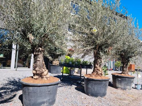 Olijfboom Olea Europaea Bonsai, Tuin en Terras, Planten | Bomen, Olijfboom, Ophalen