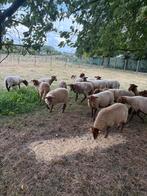 Jonge voskop ooien, Dieren en Toebehoren, Schapen, Geiten en Varkens, Vrouwelijk, Schaap, 0 tot 2 jaar