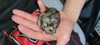 1 handtamme Russische Hamster HobbyFokker, Dieren en Toebehoren, Juni, Mannelijk