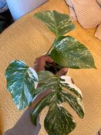 Monstera Albo Variegata, Huis en Inrichting, Kamerplanten, Ophalen