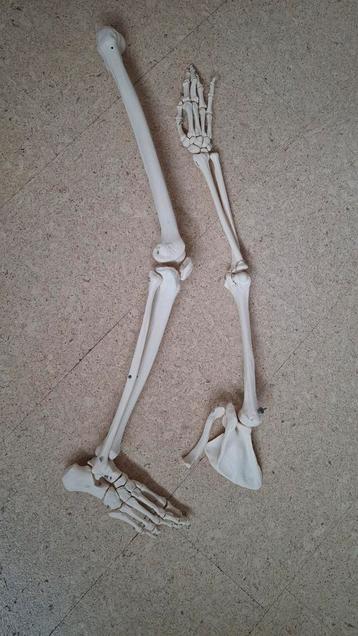 Anatomisch skelet beschikbaar voor biedingen