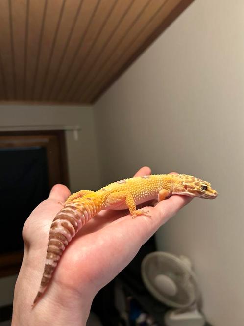 Luipaardgekko, Dieren en Toebehoren, Reptielen en Amfibieën | Toebehoren, Ophalen