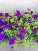 groot assortiment geraniums perkplanten te koop, Ophalen, Eenjarig, Bodembedekkers